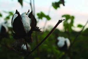 Growing Organic Cotton: Respecting Our Health and the Environment
